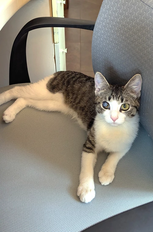 Oli